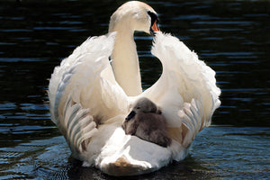 photo-wallpaper-mom-and-baby-swan