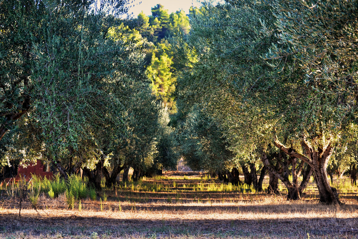 photo-wallpaper-magnificent-olive-trees