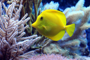 photo-wallpaper-yellow-doctor-fish-xl