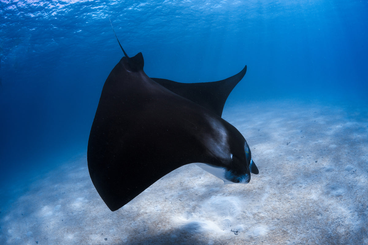 photo-wallpaper-dancing-manta