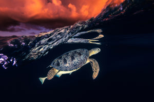 photo-wallpaper-green-turtle-and-sunset-sea-turtle