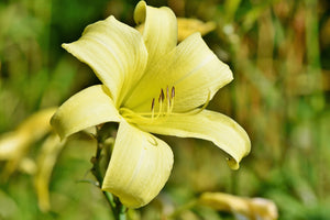 photo-wallpaper-lilies-blossom-in-yellow