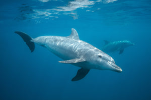 photo-wallpaper-curious-dolphin