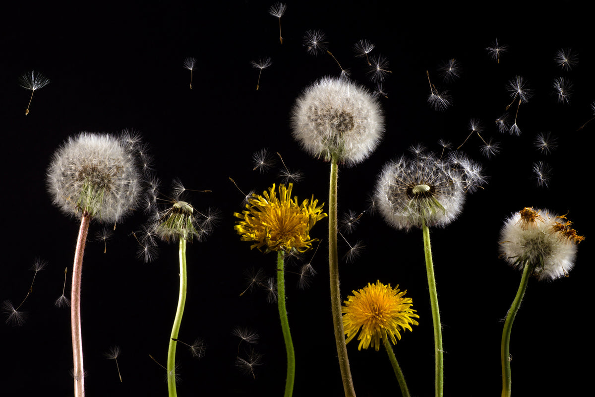 photo-wallpaper-the-phases-of-dandelion