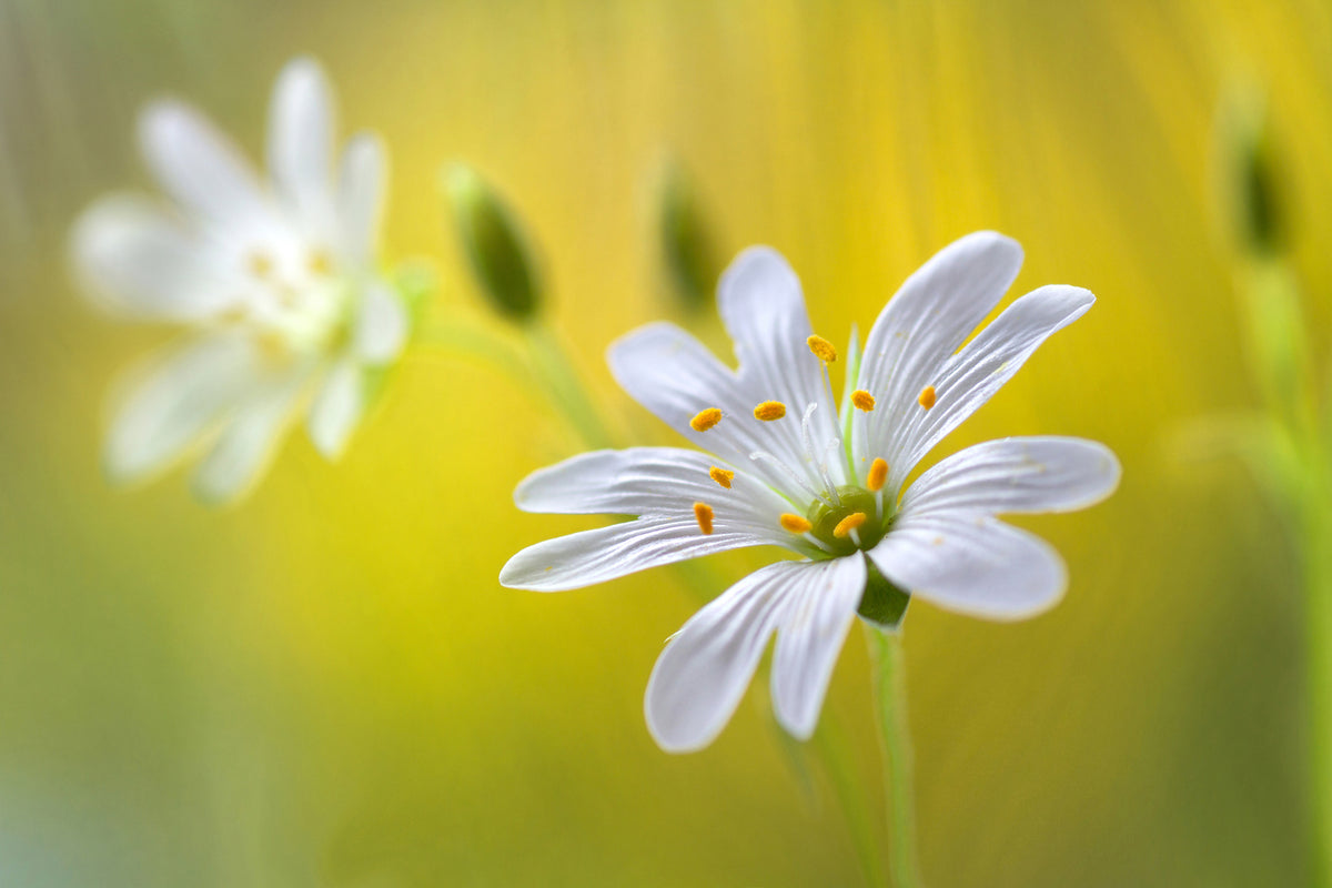 photo-wallpaper-stitchwort-ii