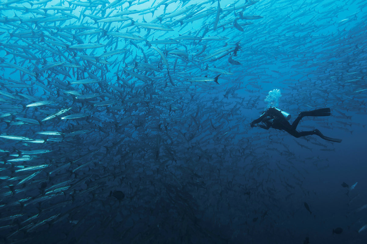 photo-wallpaper-in-a-fishschool-of-barracudas-x