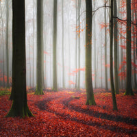 photo-wallpaper-autumnal-tracks