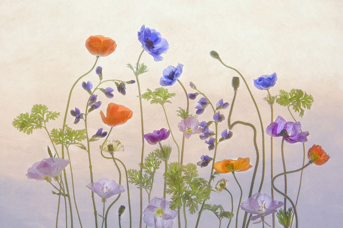 photo-wallpaper-poppy-a-anemone-x