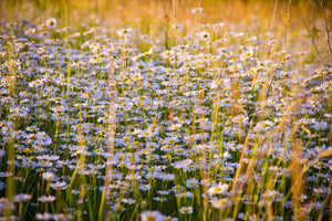 photo-wallpaper-a-field-full-of-camomile