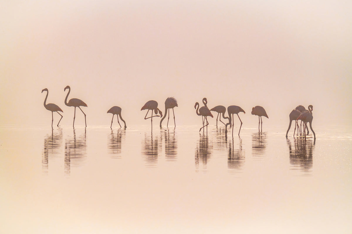 photo-wallpaper-flamingos-in-the-mist-x