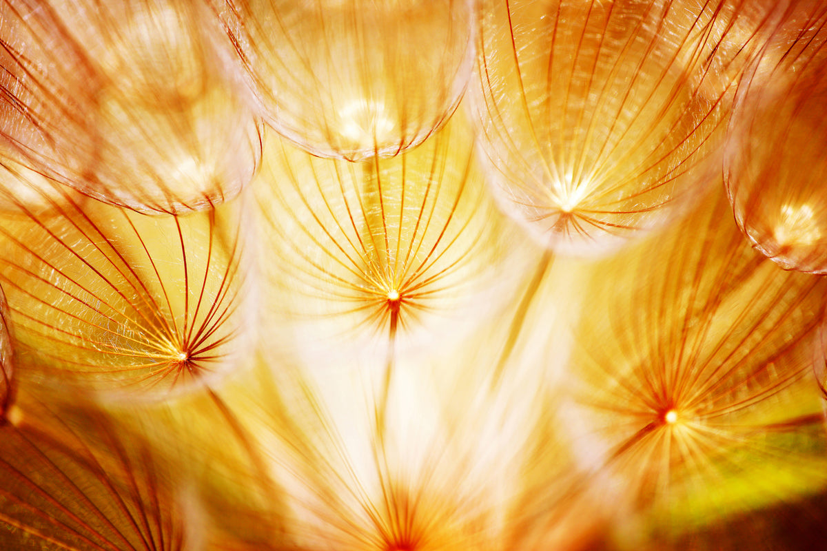 photo-wallpaper-close-up-dandelion-in-light