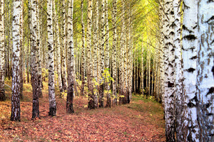 photo-wallpaper-the-path-between-birches