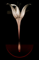 photo-wallpaper-floating-lily