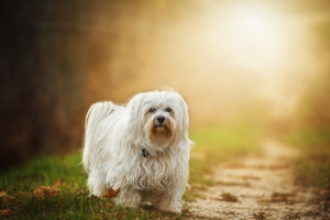 photo-wallpaper-the-havanese