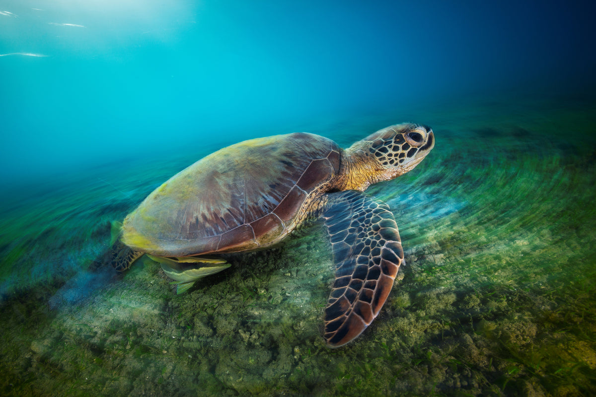 photo-wallpaper-green-turtle