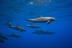 photo-wallpaper-dolphins-x