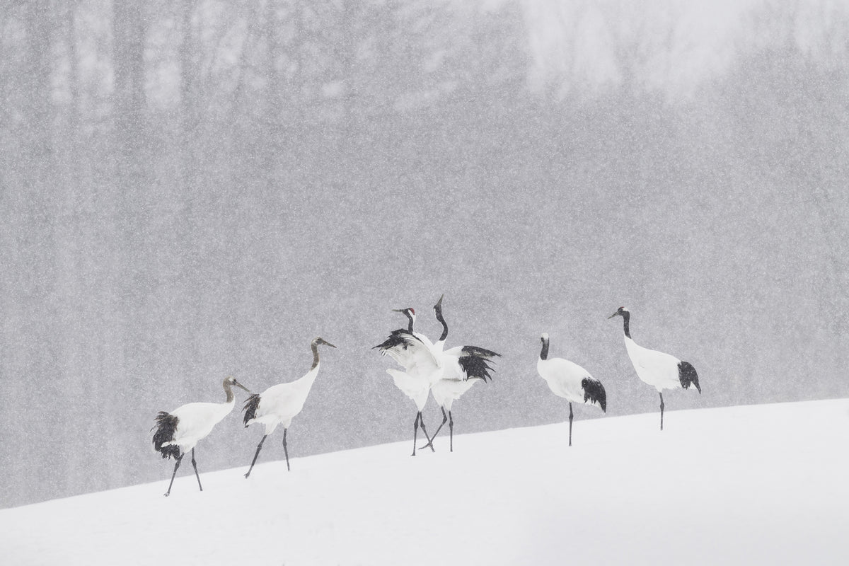 photo-wallpaper-japanese-cranes-x