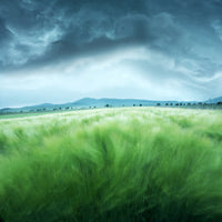 photo-wallpaper-barley-field