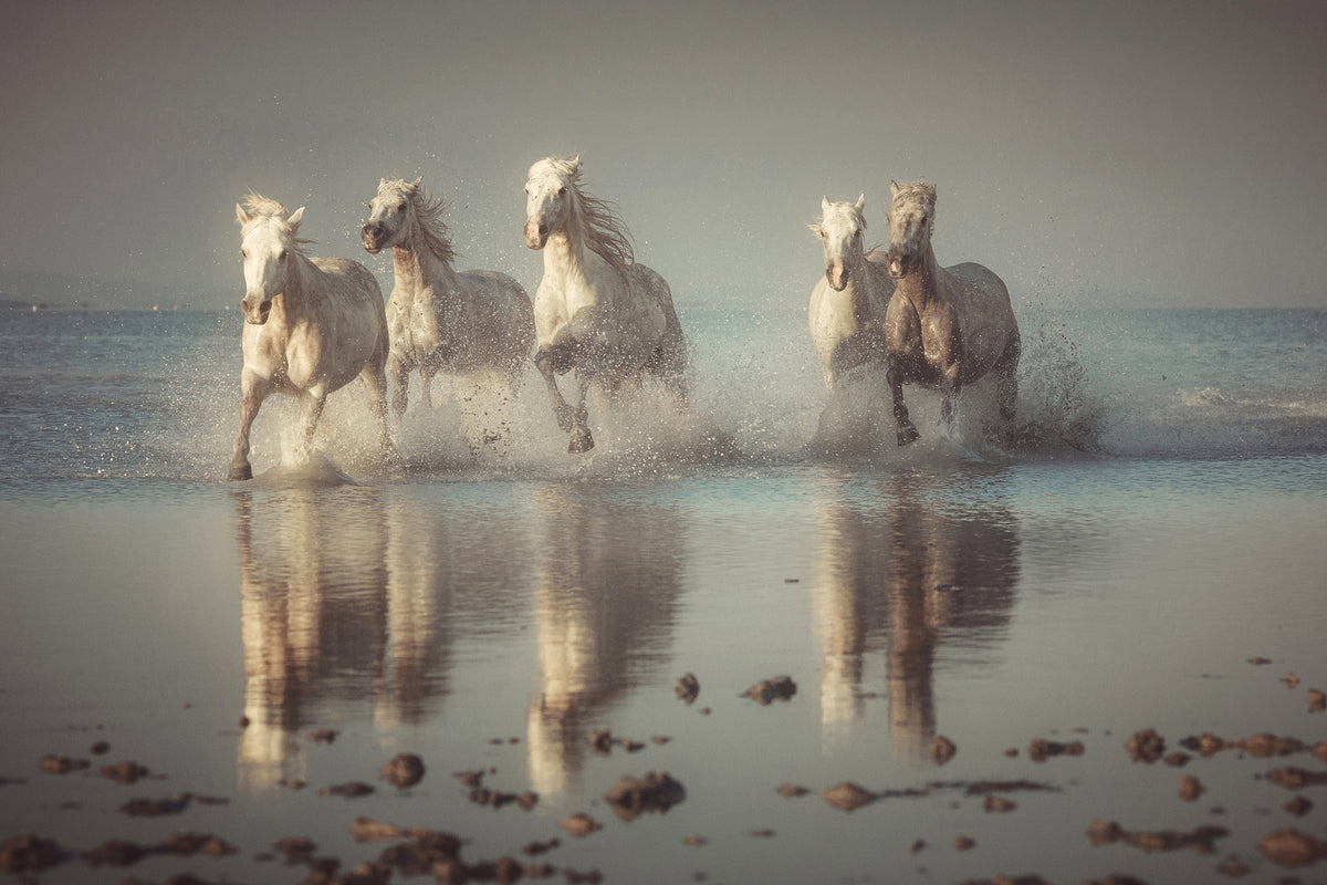 photo-wallpaper-camargue-horses-x