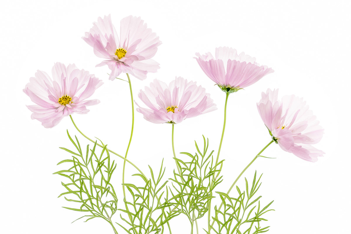 photo-wallpaper-cosmos-cupcake