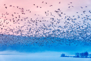 photo-wallpaper-flying-in-the-fogging-morning