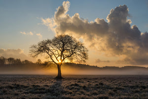 photo-wallpaper-a-lonely-tree