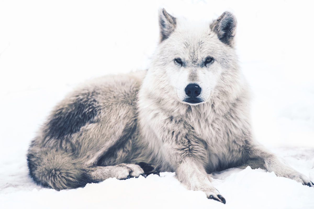 photo-wallpaper-the-wolf