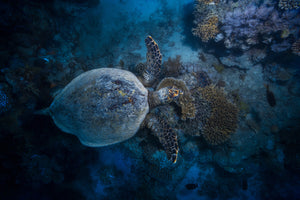 photo-wallpaper-hawksbill-sea-turtle-ii