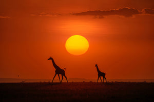 photo-wallpaper-giraffes-in-the-sunset-x