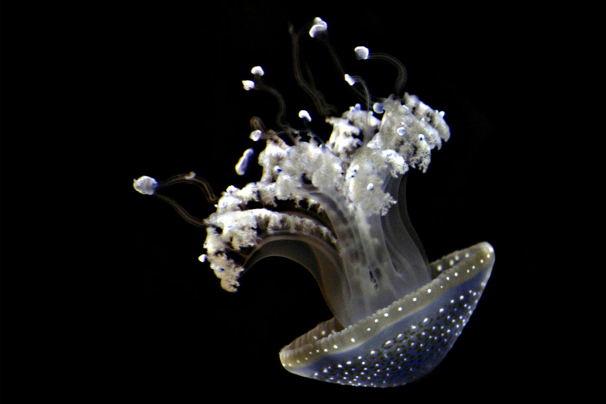 photo-wallpaper-fascinating-jellyfish