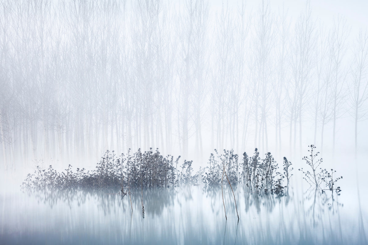 photo-wallpaper-cold-and-foggy-morning-in-the-swamp