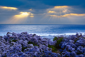 photo-wallpaper-lavender-and-sea