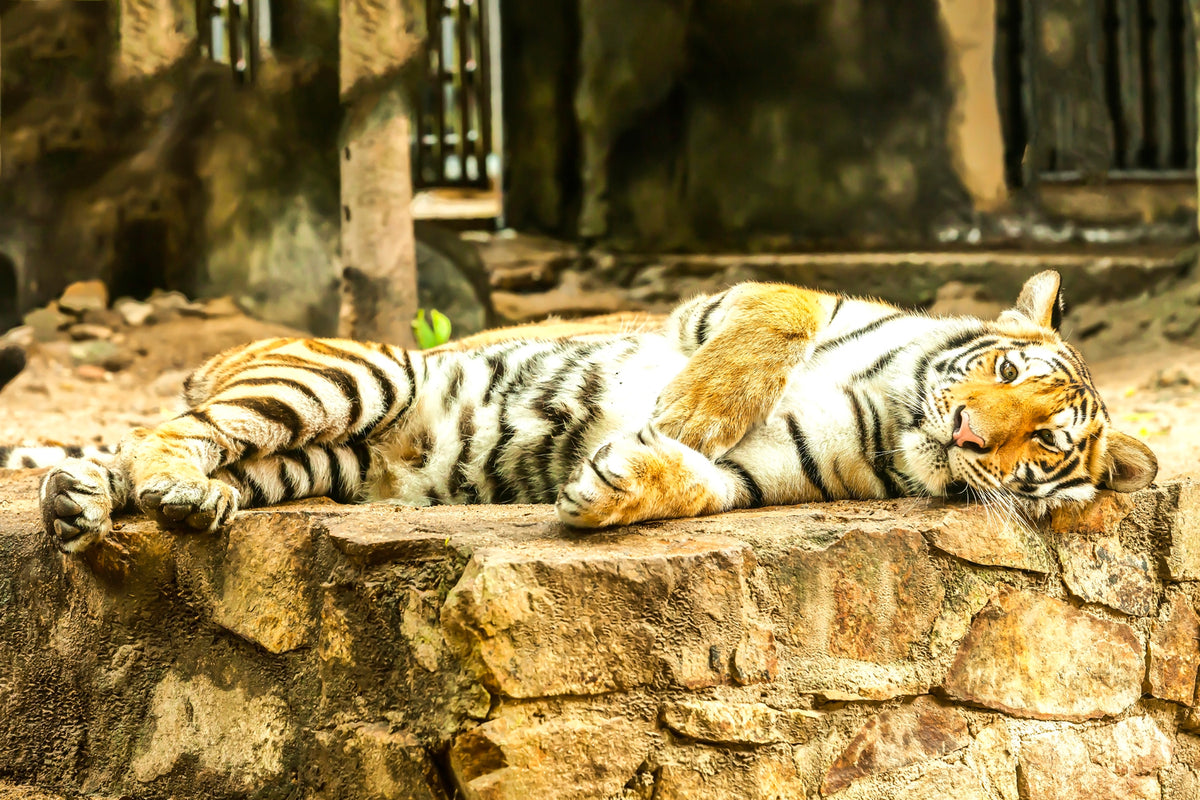 photo-wallpaper-the-siberian-tiger