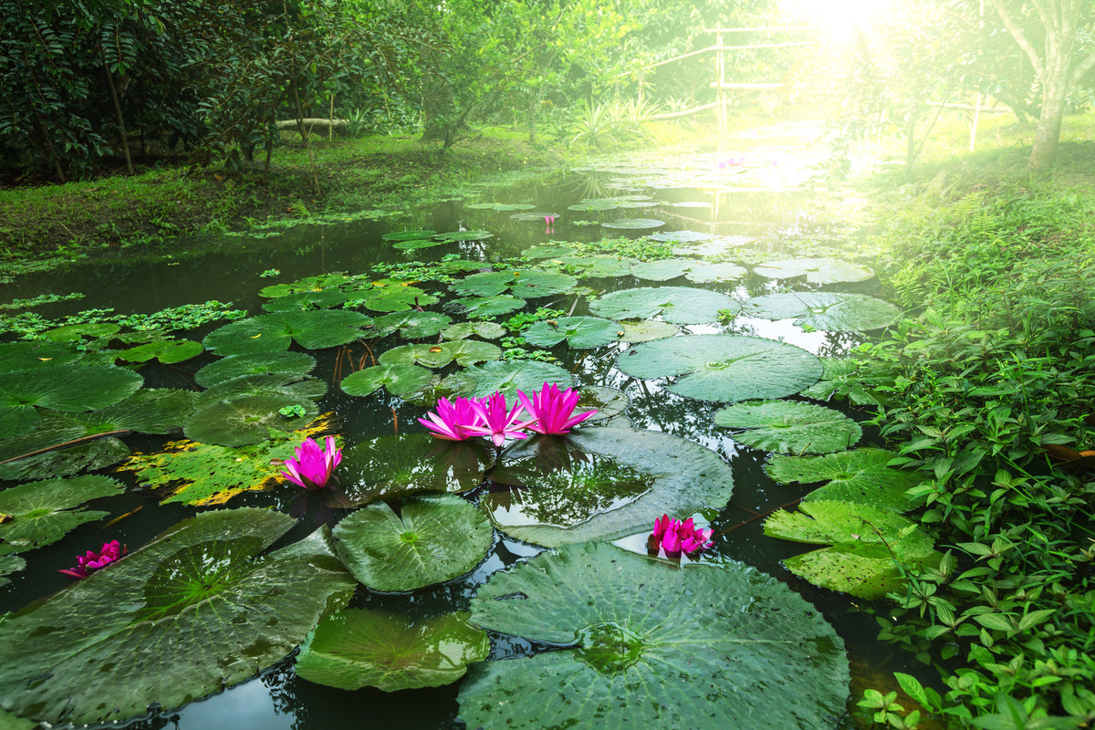 photo-wallpaper-garden-pond