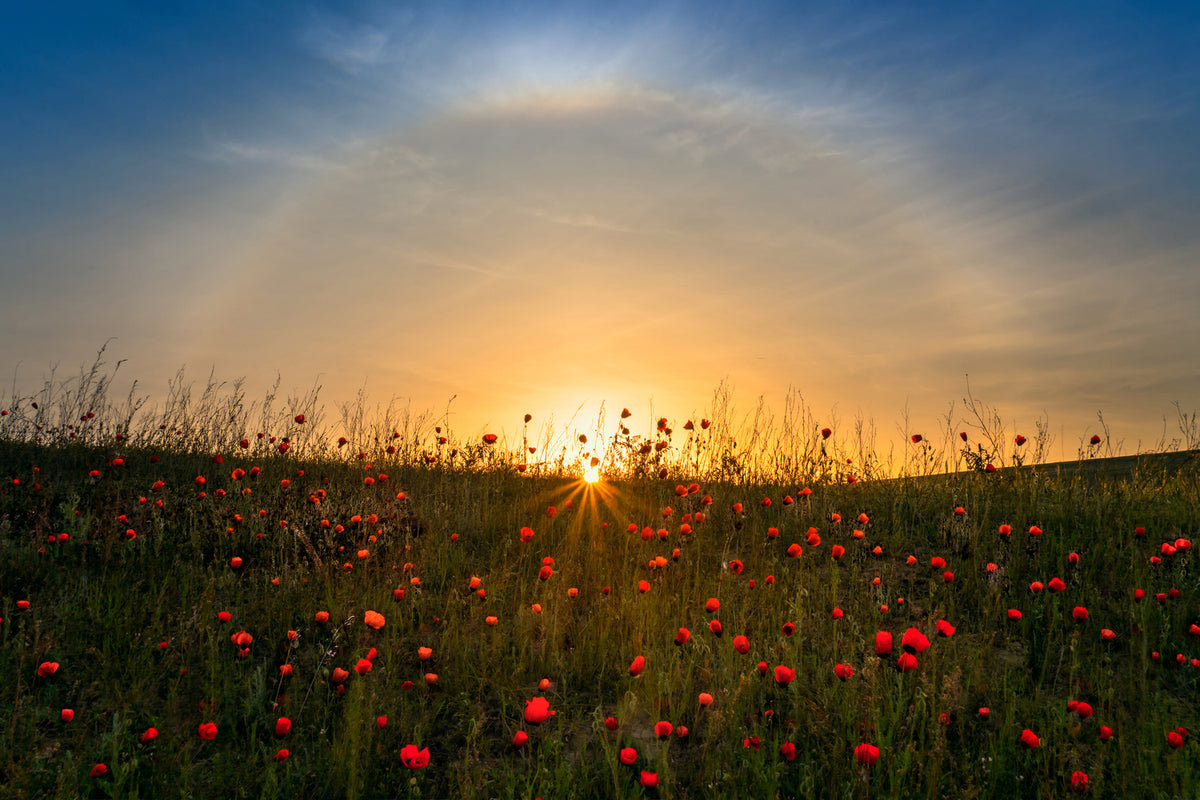 photo-wallpaper-red-poppies-and-sunrise