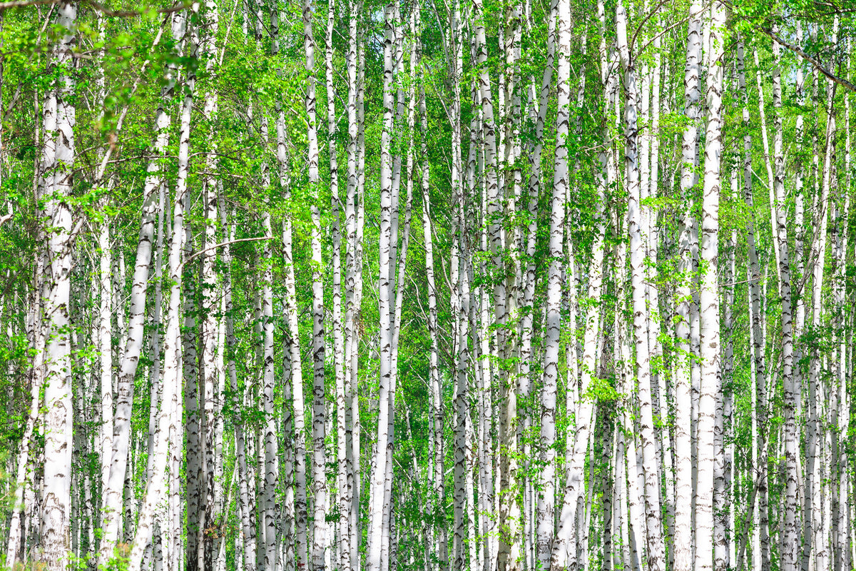 photo-wallpaper-the-birch-forest