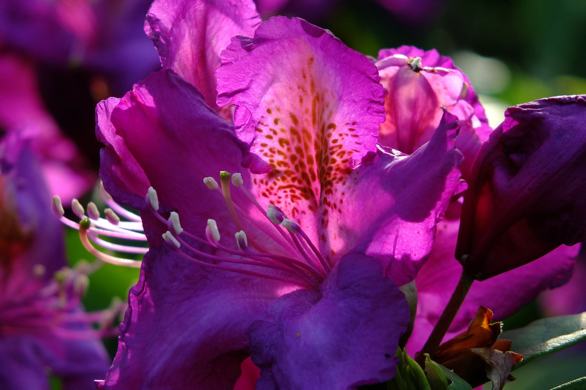 photo-wallpaper-the-rhododendron