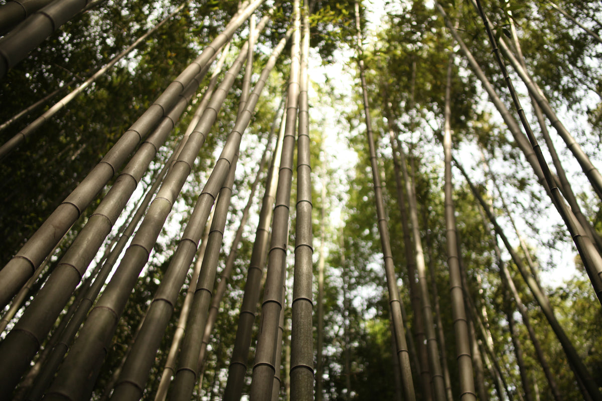 photo-wallpaper-arashiyama-japan