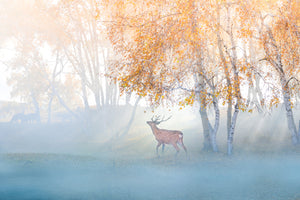 photo-wallpaper-elk-lost-in-mist-x