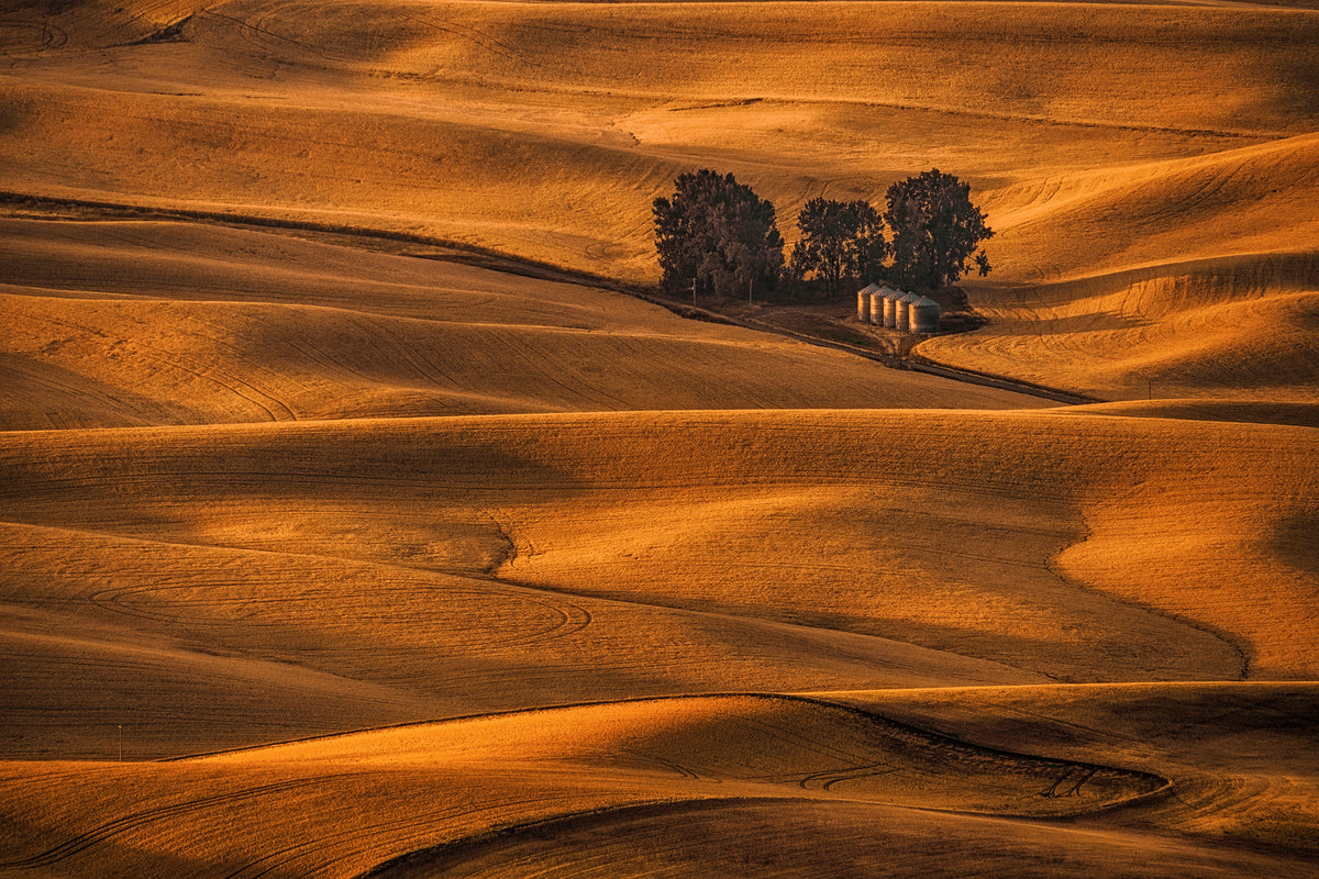 photo-wallpaper-golden-field-x