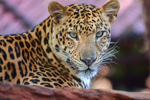 photo-wallpaper-leopard