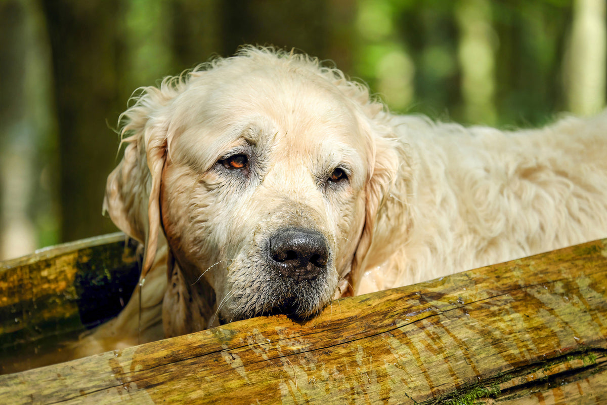 photo-wallpaper-golden-retriever-in-nature