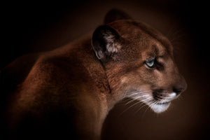 photo-wallpaper-puma