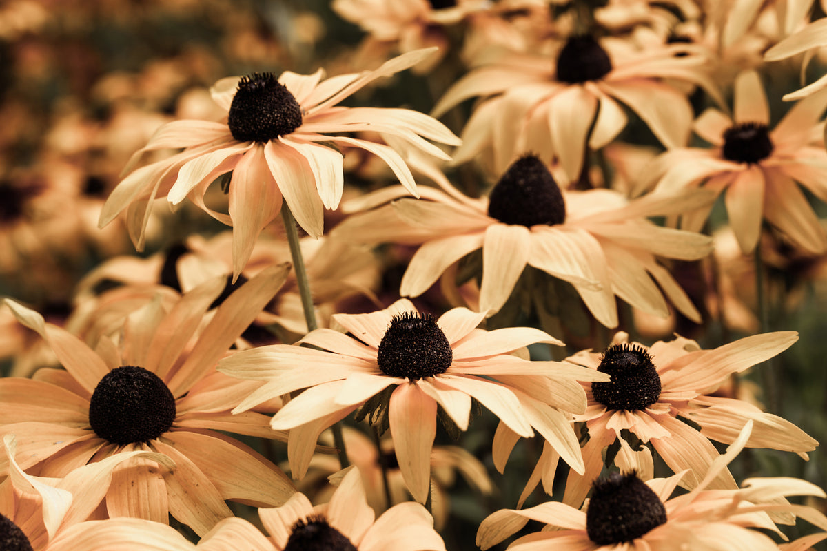 photo-wallpaper-daisies-in-sepia