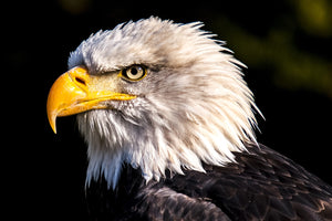 photo-wallpaper-the-eagle-head