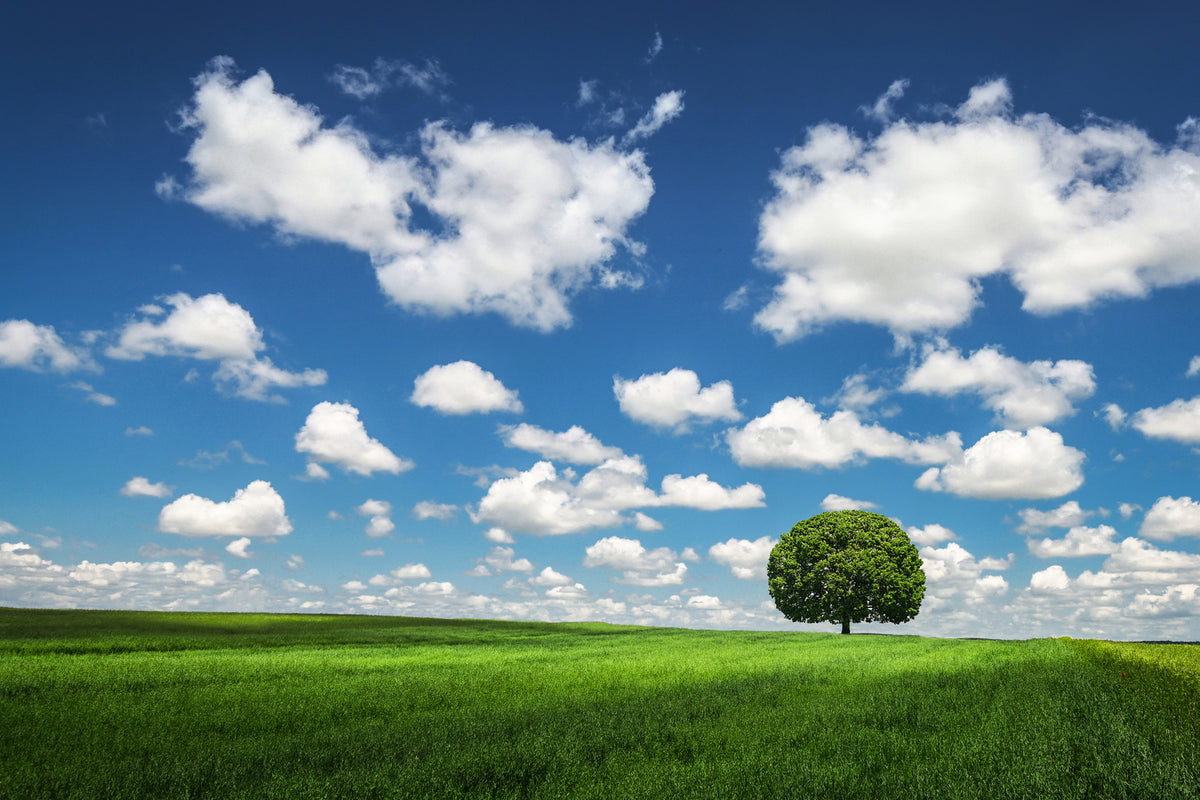 photo-wallpaper-lonely-tree-x