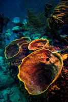 photo-wallpaper-coral-vulcanos