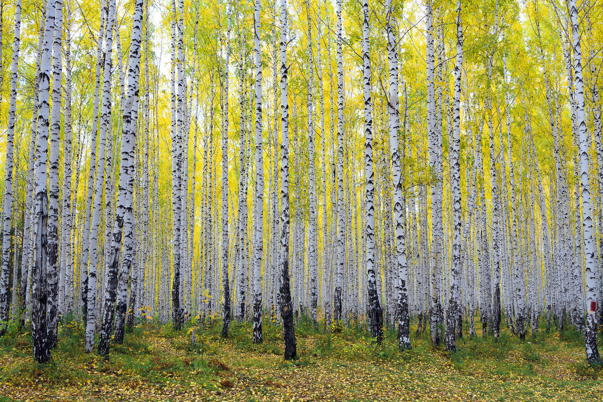 photo-wallpaper-autumnal-birch-forest