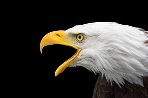 photo-wallpaper-the-bald-eagle