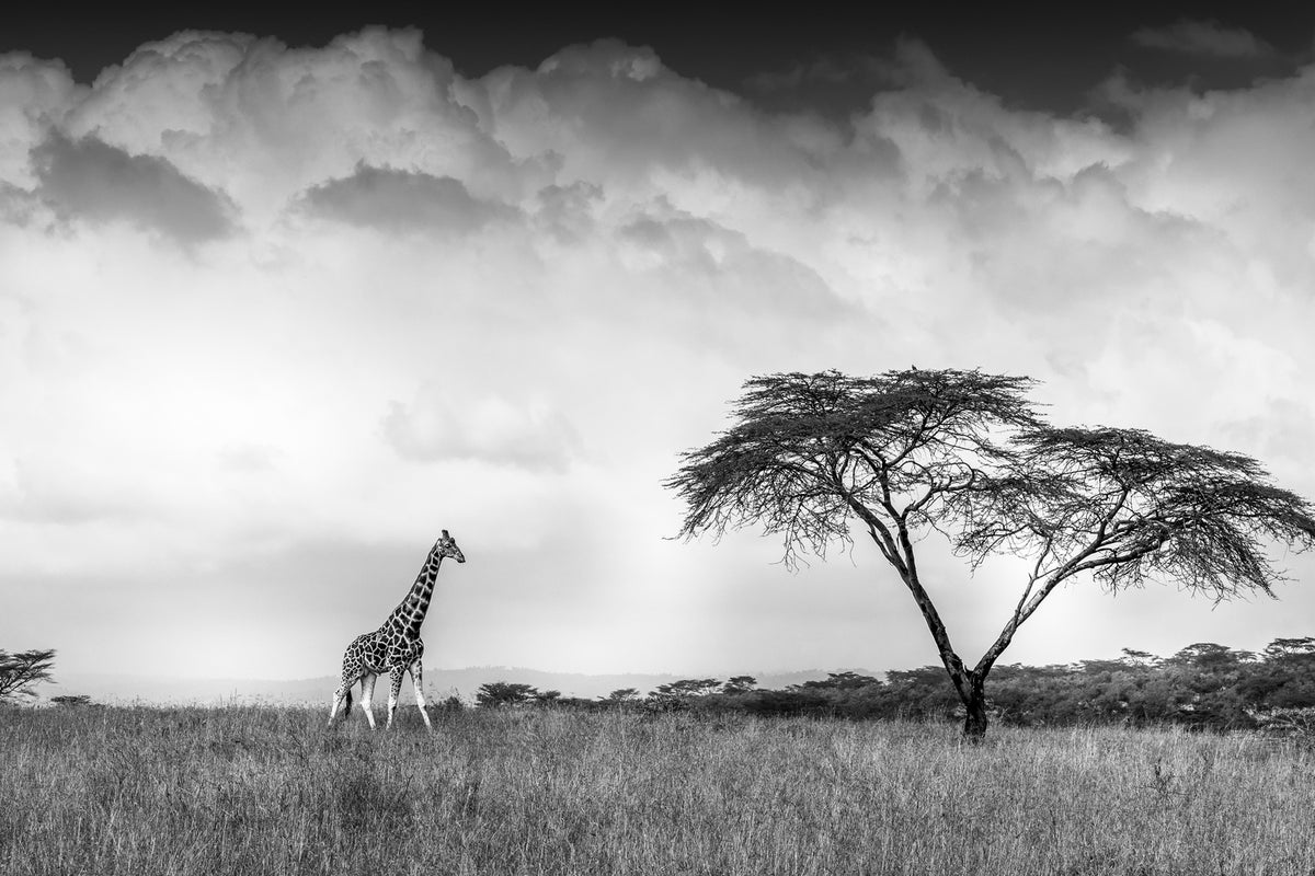 photo-wallpaper-and-i-dreamed-of-africa-x